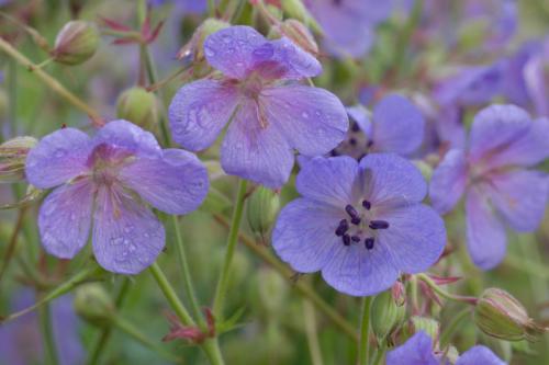 20210704-Beemdooievaarsbek-Geranium-pratense-Steenwaard