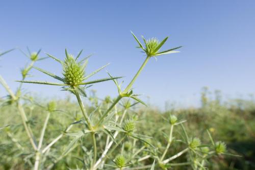 20210718-Echte-kruisdistel-Eryngium-campestre-Steenwaard