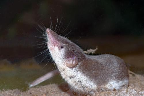 20210807-Crocidura-leucodon-Roderveld-veldspitsmuis