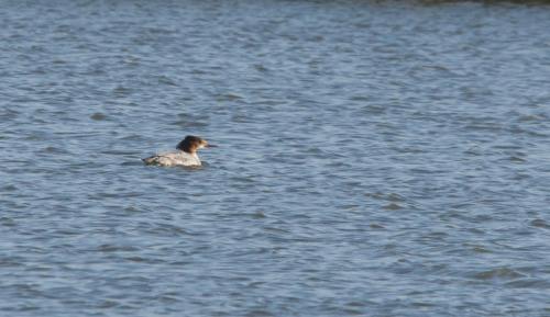 20211024-Grote-zaagbek-Mergus-merganser-Steenwaard