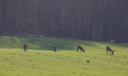 20220228-capreolus-capreolus-Leersumse-Veld-ree