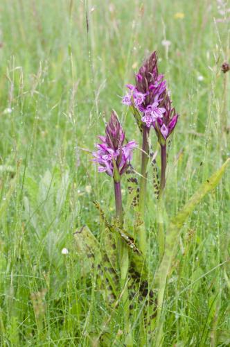 20220529-Dactylorhiza-majalis-subsp.-praetermissa-rietorchis-Steenwaard