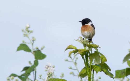 20220529-Roodborsttapuit-Saxicola-rubicola-Steenwaard