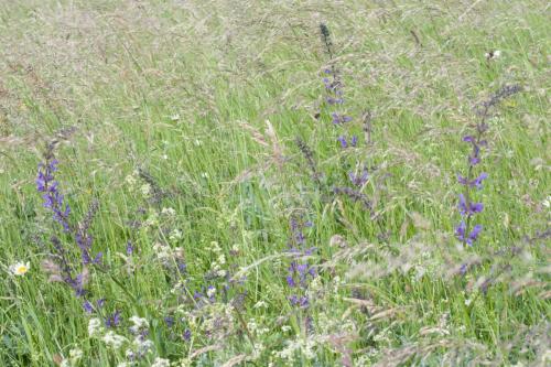 20220529-Salvia-pratensis-Steenwaard-Veldsalie