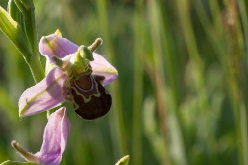 20220612-bijenorchis-Ophrys-apifera-Steenwaard