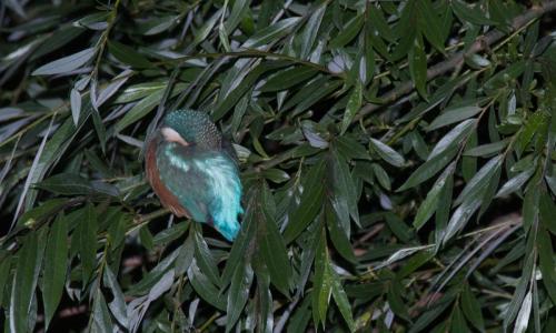 20220626-Alcedo-atthis-ijsvogel-Steenwaard