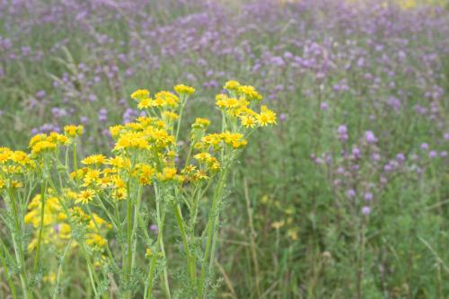 20220710-Akkerdistel-Cirsium-arvense-Jacobskruiskruid-Senecio-jacobaea-Steenwaard