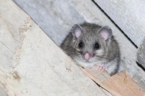 20220729-Glis-glis-Montenegro-Relmuis-of-zevenslaper-Vojnik