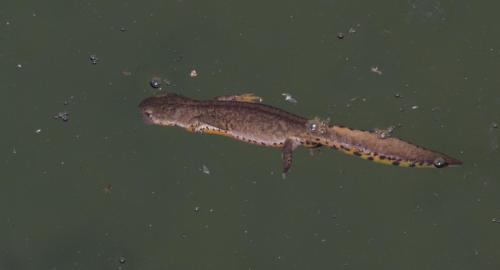 20220802-alpenwatersalamander-Ichthyosaura-alpestris-Krnovo-Montenegro