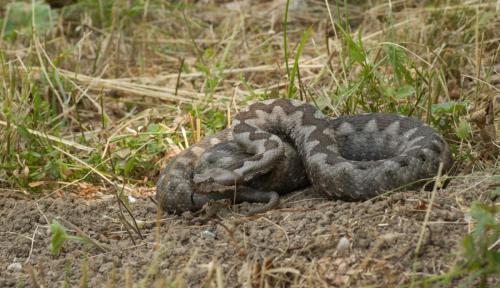 20220803-Montenegro-Vipera-ammodytes-zandadder