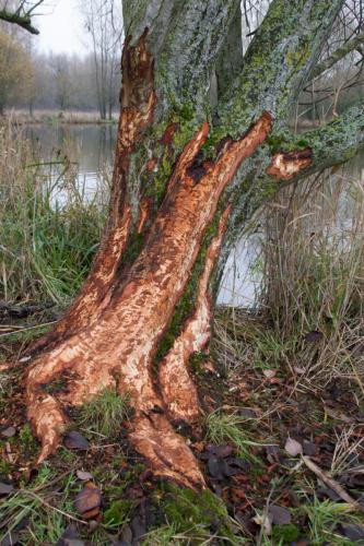 20221211-bever-castor-fiber-Grote-plas-Steenwaard-vraatsporen