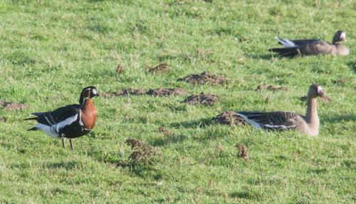 20230108-Anser-albifrons-Branta-ruficollis-kolgans-roodhalsgans-Steenwaard-oost