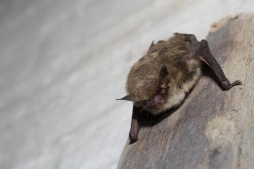 20230128-Baardvleermuizen-Honswijk-Myotis-mystacinus-brandtii