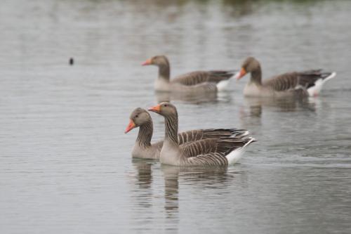 20230409-Anser-anser-Grauwe-gans-Steenwaard