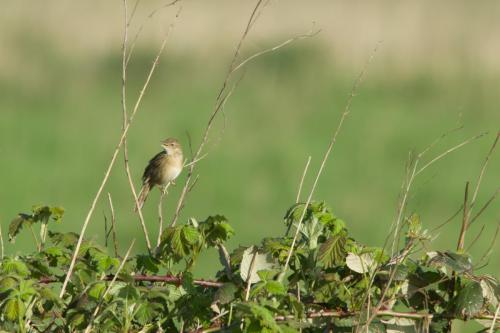 20230423-Locustella-naevia-sprinkhaanzanger-Steenwaard