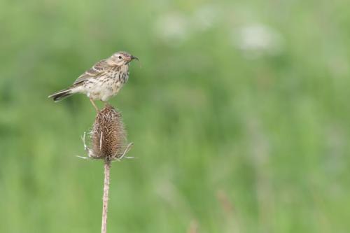 20230515-Anthus-pratensis-graspieper-Steenwaard