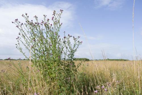 20230702-Carduus-crispus-Kruldistel-Steenwaard