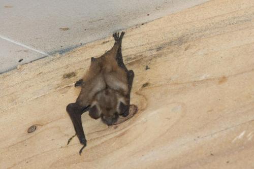 20230715-Heidestraat-Susteren-ingekorven-vleermuis-myotis-emarginatus