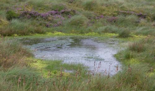 20230728-Ben-Bulben-Ierland-Veenplas