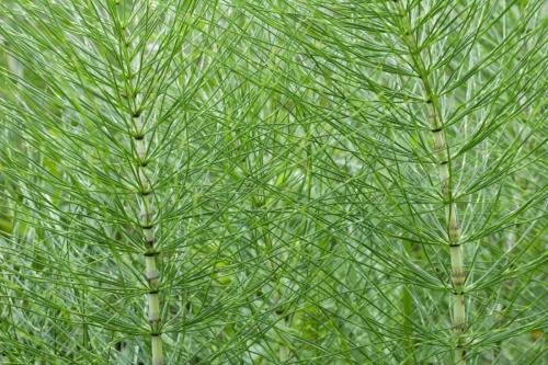 20230729-Ballyfarnan-Equisetum-telmateia-Ierland-Reuzenpaardestaart