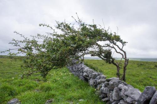 20230731-Burren-Carran-Ierland-2