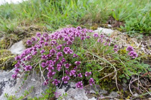 20230731-Burren-Ierland-Kleine-tijm-Thymus-serpyllum