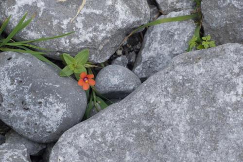 20230801-Anagallis-arvensis-Ierland-Inish-Oir-Rood-guichelheil