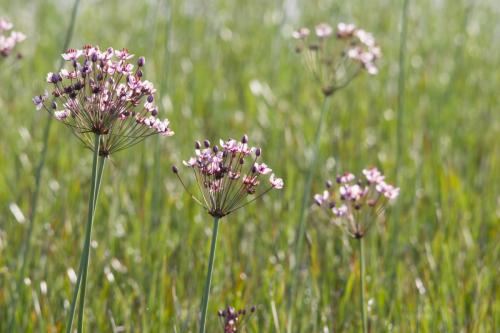 20230810-Butomus-umbellatus-Poelen-langs-de-Lek-Steenwaard-zwanenbloem