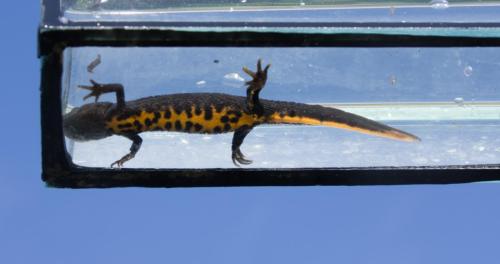 20240417-Kamsalamander-Steenwaard-Triturus-cristatus