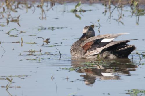 20240513-Krakeend-Mareca-strepera-Steenwaard