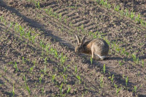 20240609-Haas-Lepus-europaeus-miaisland-Steenwaard