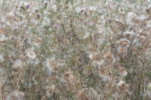 20240730-Cirsium-vulgare-speerdistel-Steenwaard