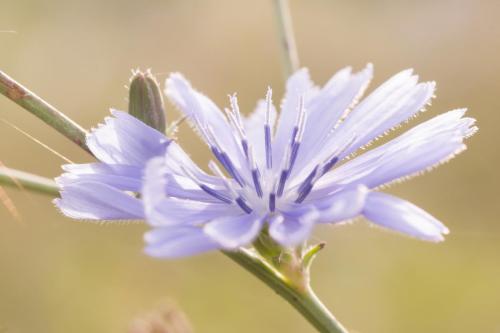 20240731-Cichorium-intybus-Steenwaard-Wilde-cichorei